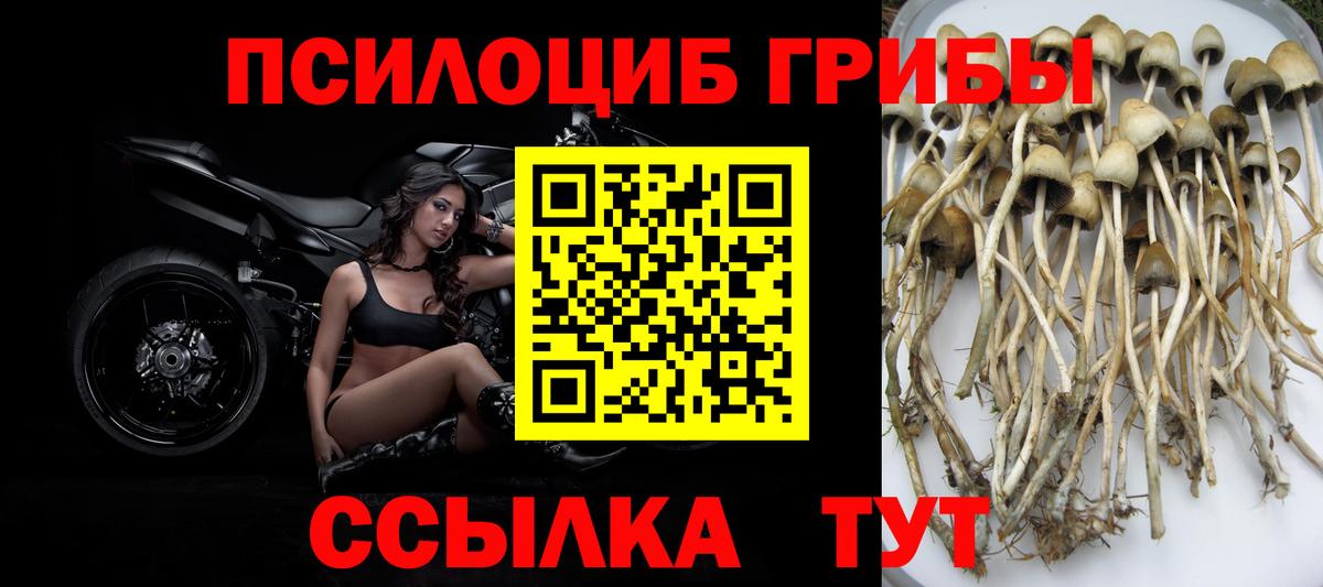 Псилоцибиновые грибы Cubensis  Вход с VPN  Псилоцибиновые грибы прущие грибы  Ливны 